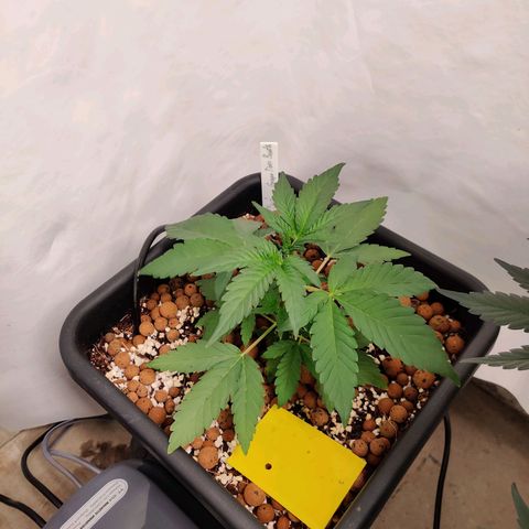 Roc Grape Dosi Breath growlog timeline photo