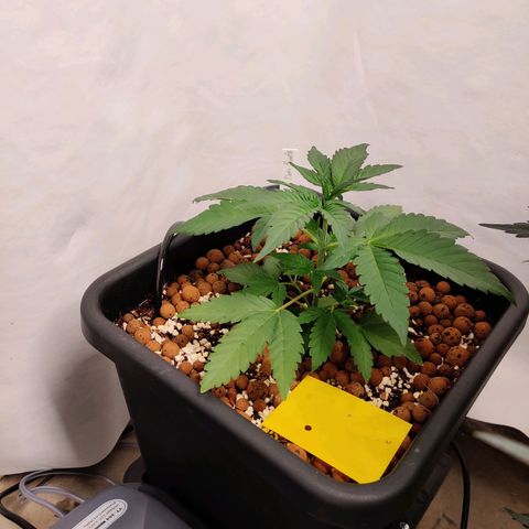 Roc Grape Dosi Breath growlog timeline photo