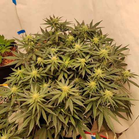Barney's Purple Punch growlog timeline photo