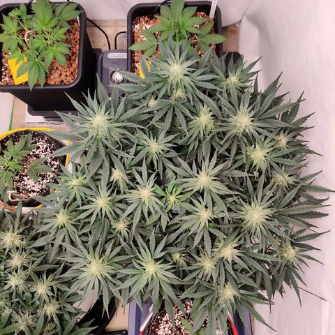 Barney's Purple Punch growlog timeline photo