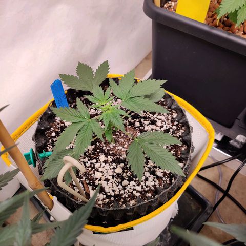 Meph CDxCDLC growlog timeline photo