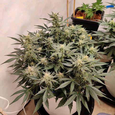 Meph Double Grape growlog timeline photo
