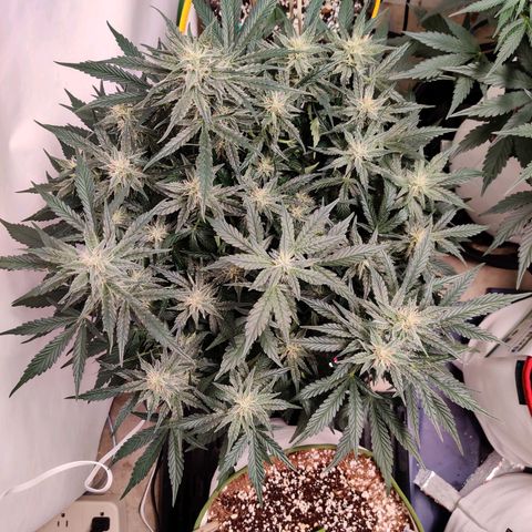 Meph Double Grape growlog timeline photo