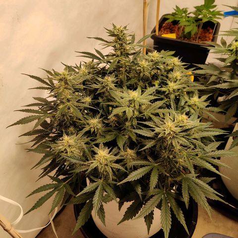 Meph Double Grape growlog timeline photo
