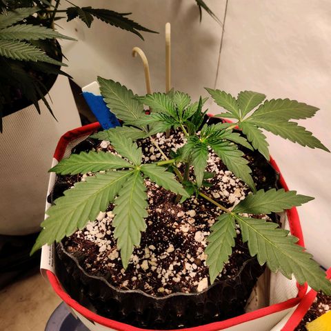 Meph DGxSS growlog timeline photo