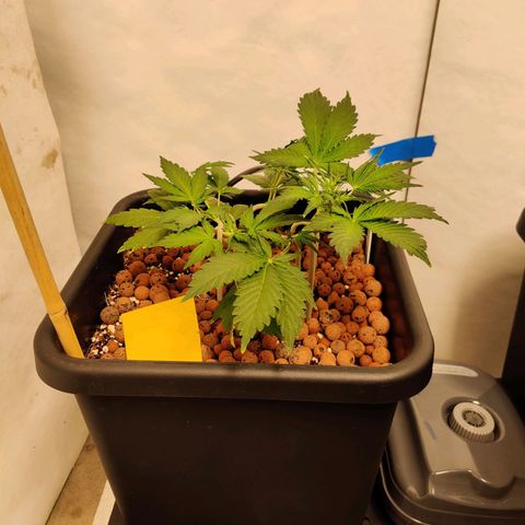 Meph HubbaBubby growlog timeline photo
