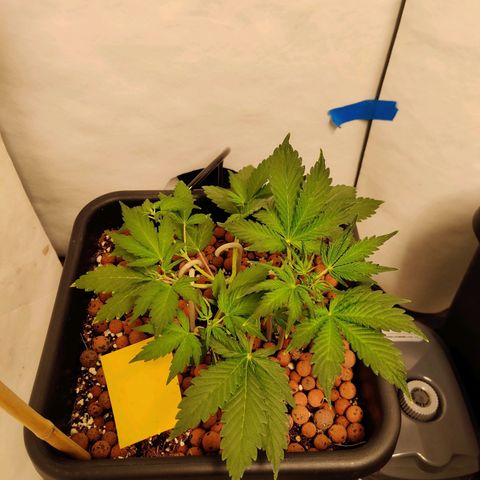 Meph HubbaBubby growlog timeline photo