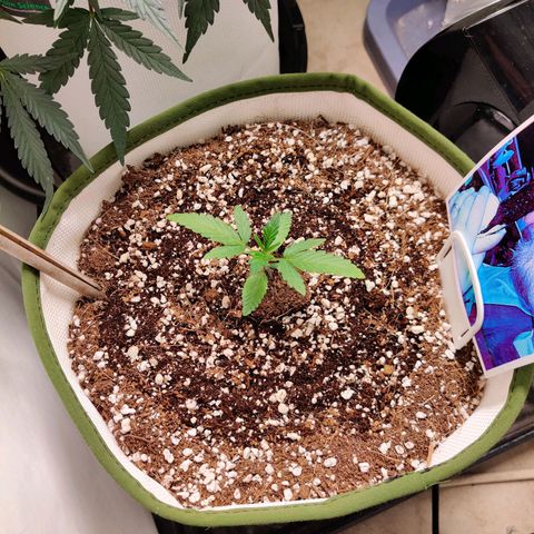 LB's Mango Tango growlog timeline photo