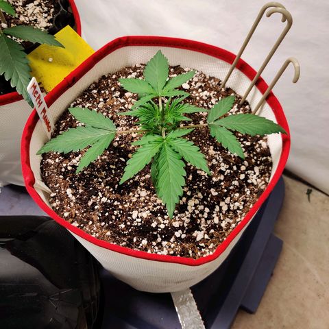 LB's Mango Tango #2 growlog timeline photo