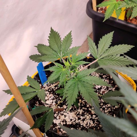 Meph CDxCDLC growlog timeline photo