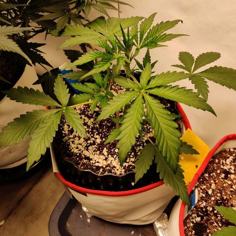 Meph DGxSS growlog timeline photo