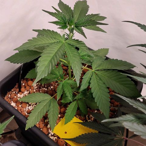 Roc Grape Dosi Breath growlog timeline photo