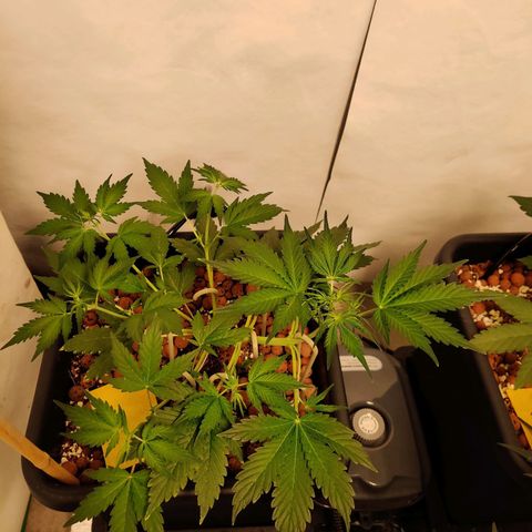 Meph HubbaBubby growlog timeline photo