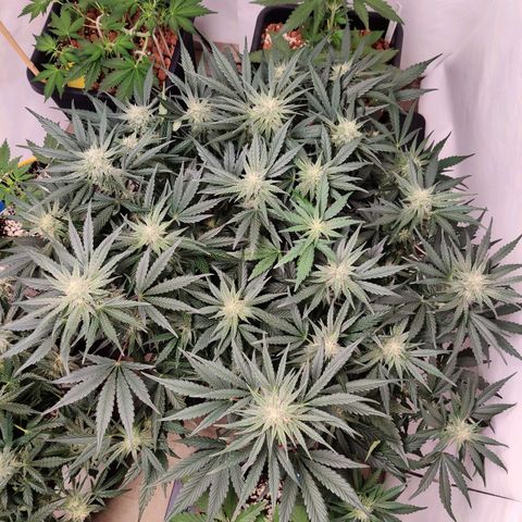 Barney's Purple Punch growlog timeline photo