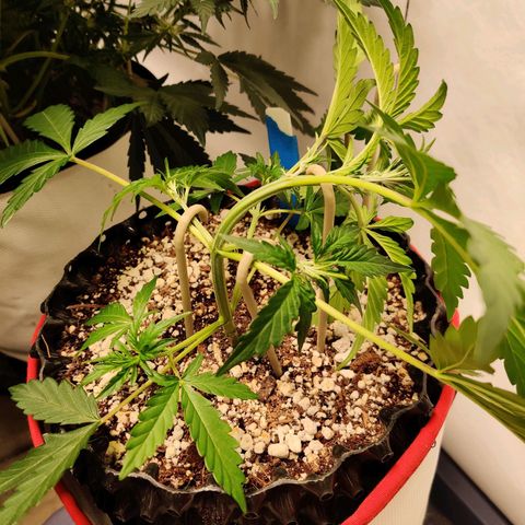 Meph DGxSS growlog timeline photo