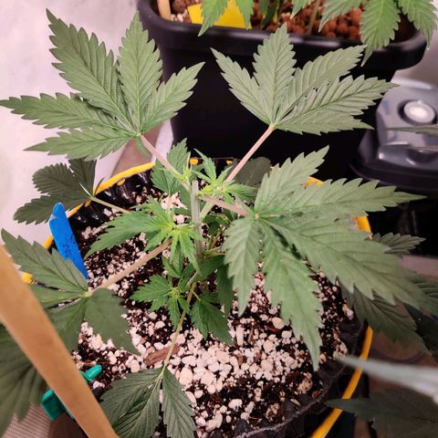 Meph CDxCDLC growlog timeline photo
