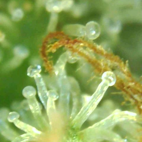 Cinex_1.0 growlog timeline photo
