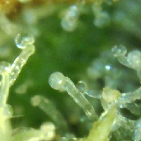 Cinex_1.0 growlog timeline photo
