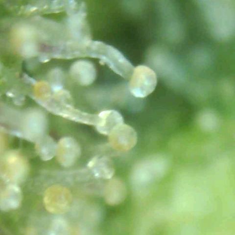 Cinex_1.0 growlog timeline photo