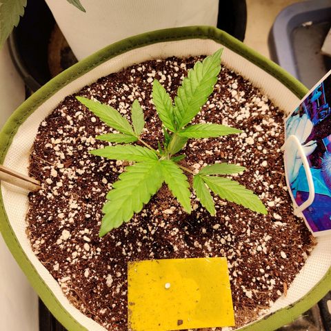 LB's Mango Tango growlog timeline photo