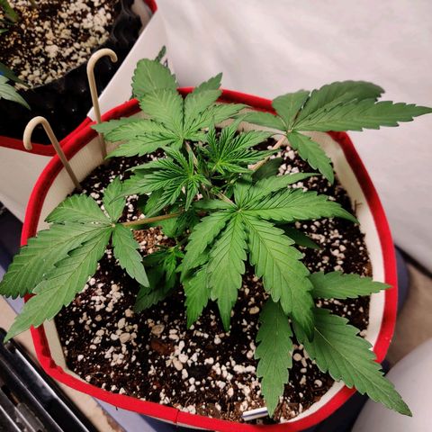 LB's Mango Tango #2 growlog timeline photo