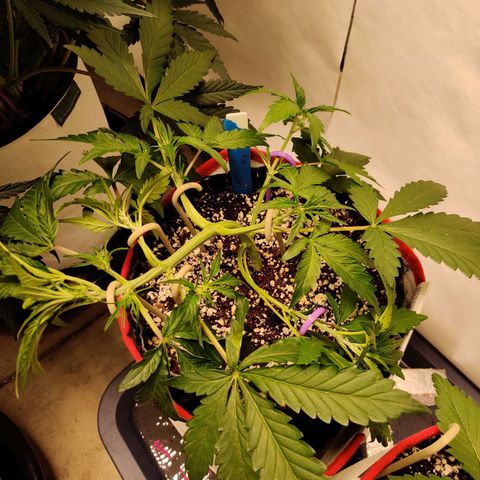 Meph DGxSS growlog timeline photo