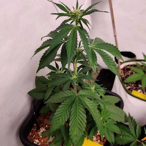 Roc Grape Dosi Breath growlog timeline photo