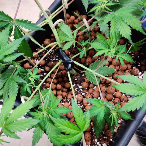 Meph HubbaBubby growlog timeline photo