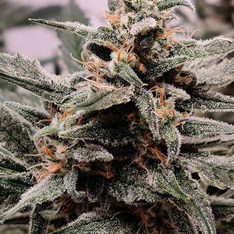Meph Double Grape growlog timeline photo