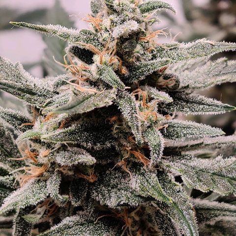 Meph Double Grape growlog timeline photo