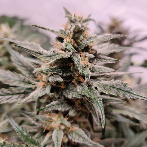 Meph Double Grape growlog timeline photo