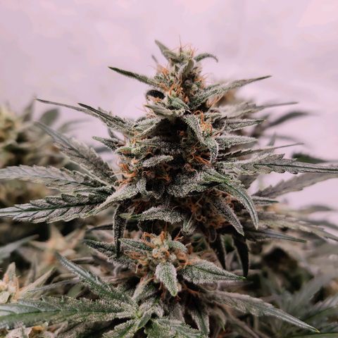 Meph Double Grape growlog timeline photo