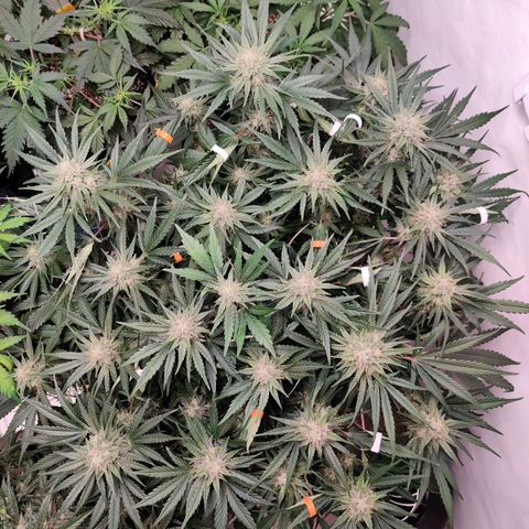 Barney's Purple Punch growlog timeline photo
