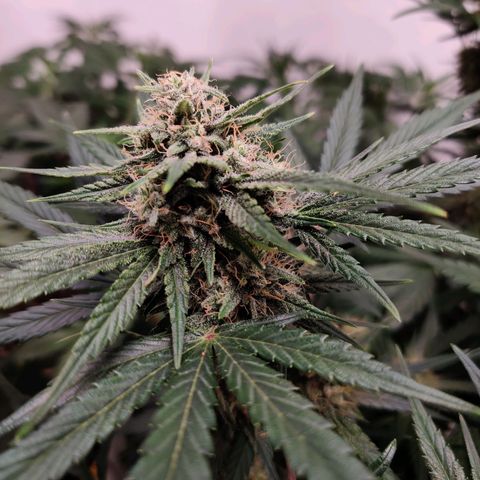 Barney's Purple Punch growlog timeline photo