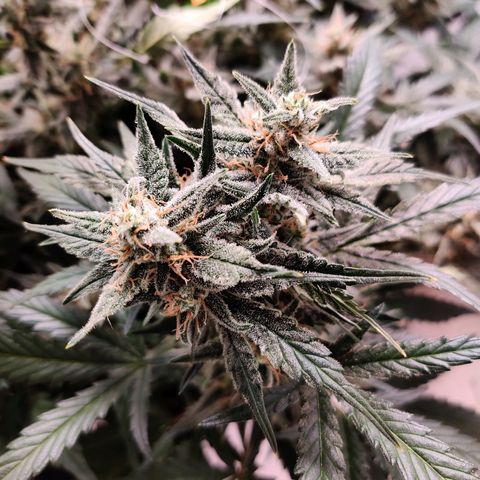 Meph Double Grape growlog timeline photo