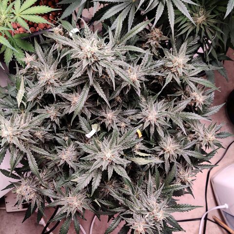 Meph Double Grape growlog timeline photo