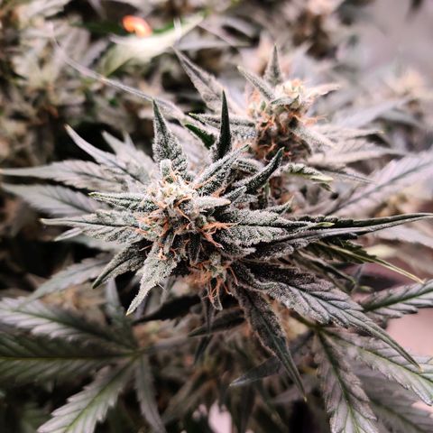 Meph Double Grape growlog timeline photo