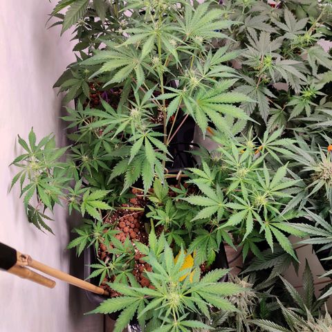 Meph HubbaBubby growlog timeline photo