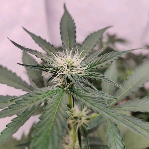 Roc Grape Dosi Breath growlog timeline photo
