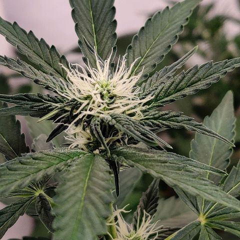 Roc Grape Dosi Breath growlog timeline photo
