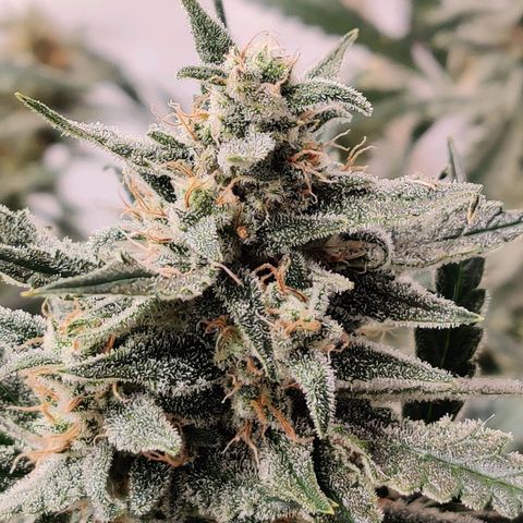 Meph Double Grape growlog photo: Post defoliate