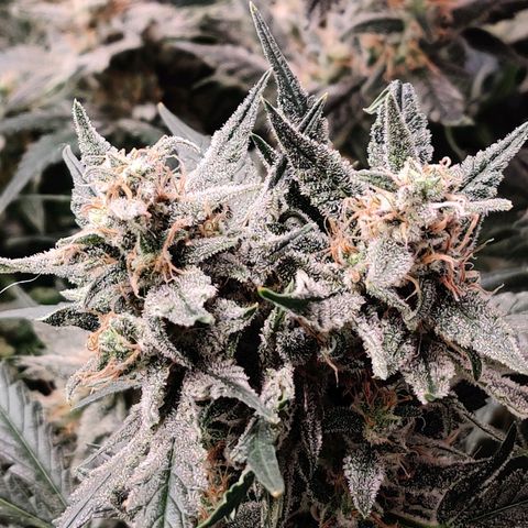 Meph Double Grape growlog photo: Post defoliate