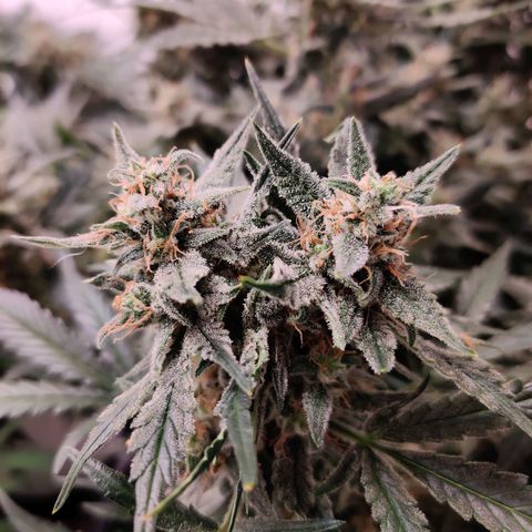 Meph Double Grape growlog photo: Post defoliate