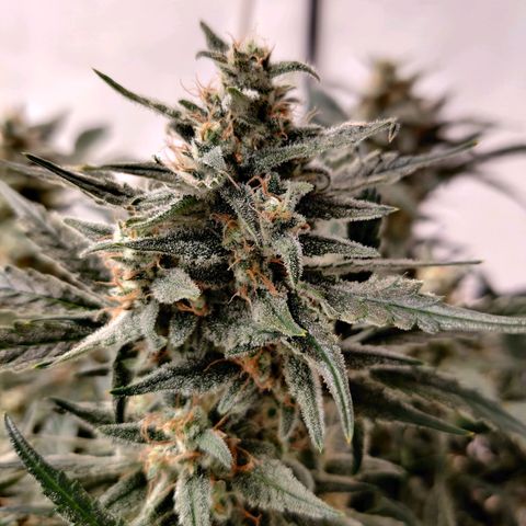 Meph Double Grape growlog photo: Post defoliate