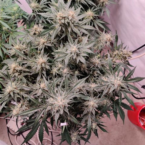Meph Double Grape growlog photo: Post defoliate