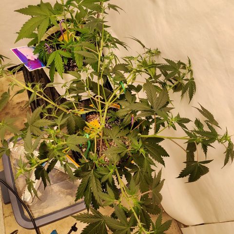 Meph CDxCDLC growlog timeline photo