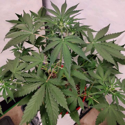 LB's Mango Tango #2 growlog timeline photo