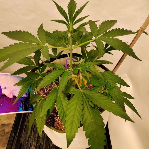 LB's Mango Tango growlog timeline photo
