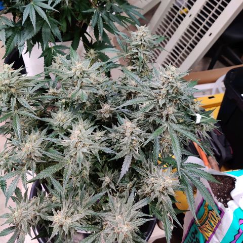 Meph Double Grape growlog timeline photo