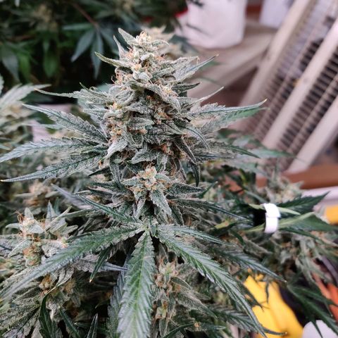 Meph Double Grape growlog timeline photo